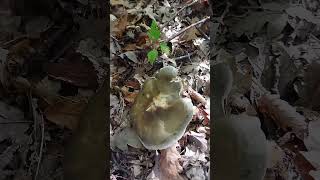 Tricholoma saponaceum mushroom tricholoma [upl. by Wendell]