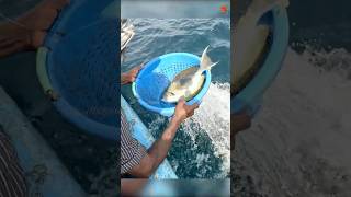 Catching Yellowfin Surgeonfish in the Sea fishing fishingvideo oceanfishing [upl. by Eimas]