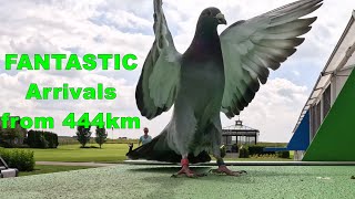 FANTASTIC Pigeon Arrivals from 444km [upl. by Lauzon172]