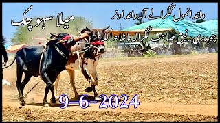 Bull race Dina Ch rafeeq Akhara Jhelum Bull race chakswari [upl. by Carmena]