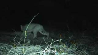 Bobcat working trap sett in trap in Night vision [upl. by Imailiv]