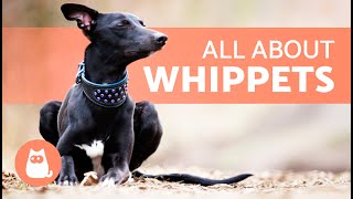 WHIPPET Dog Breed 🐶  Characteristics Care and Health 🐾 [upl. by Aubree872]