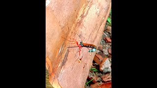 Fearsome Sabre Wasp Lays Parasitic Larvae Into WoodBoring Insects shorts parasitic [upl. by Aihsatal701]