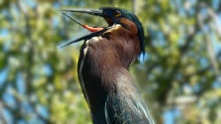 Green heron call sound amp activities  Bird [upl. by Nnanaej677]