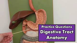 Digestive Tract Anatomy  Review and Quiz [upl. by Tran510]