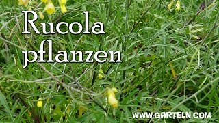 Rucola selbst pflanzen  Tipps für die Aussaat am Balkon und im Garten [upl. by Saberio]