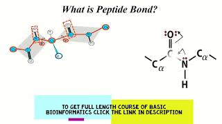 What is Double Like Character in Peptide Bond amp Ramachandran Plot [upl. by Short]