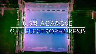 05 Agarose gel electrophoresis [upl. by Euv]