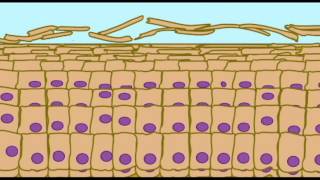 AP1 SKIN KERATINIZATION IN EPIDERMIS [upl. by Assiralc]