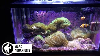 Coralline Algae10 Gallon Reef Tank Future Plans [upl. by Wendy]