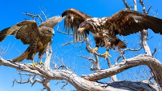 Eagle vs Hawk Facts differences and Habitat  Birds Documentary [upl. by Charis]