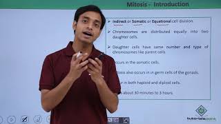 Class 11th  Mitosis – Introduction  Cell Cycle and Cell Division  Tutorials Point [upl. by Wanyen]