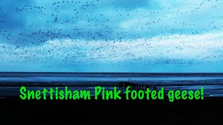 Snettisham pink footed geese spectacle [upl. by Ellicott972]