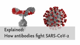 Explained How antibodies fight SARSCoV2 [upl. by Sidnal803]