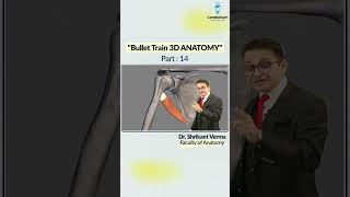 Bullet Train 3D Anatomy Part 14 by Dr Shrikant Verma  NEET PG 2025  NEET PG Preparation [upl. by Oregolac772]