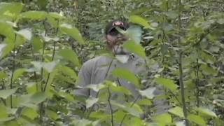 Bigfoot running incredibly fast Amazing real Sasquatch footage [upl. by Kendall904]