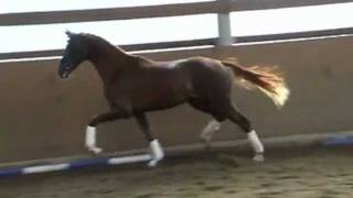 wwwsporthorsesonlinecom 2009 Hanoverian stallion by Dimaggio SOLD [upl. by Adehsar261]