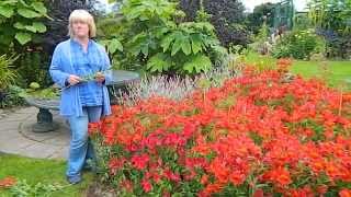 How To Deadhead Alstroemeria Peruvian Lily [upl. by Cook]