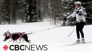 Skijoring is a treat for dog lovers and the sport is growing [upl. by Briana792]