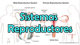 Los Sistemas Reproductores [upl. by Melosa]