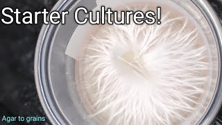 Starter cultures inoculation [upl. by Zinah]