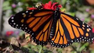 Monarch Emerging from Chrysalis Timelapse [upl. by Yanffit]