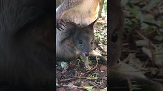 Pademelon Joey Emerges [upl. by Neeloj]