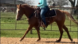 “Rose”142H 8 yr old roan Appaloosa mare [upl. by Nyla178]