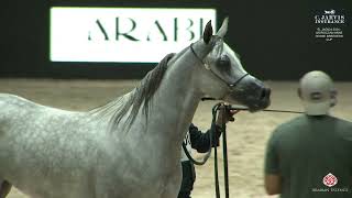 El Jadida 2024 Moroccan Arab Horse Breeders Cup Class 3 [upl. by Ru]