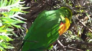 Rainbow Lorikeets feeding on a Grevillea tree [upl. by Morie]