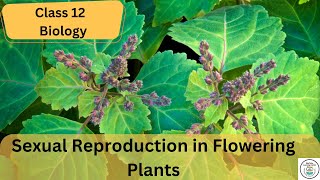 Sexual Reproduction in Flowering Plants  Cbse class 12 Biology  Full Chapter  Edutales [upl. by Born]