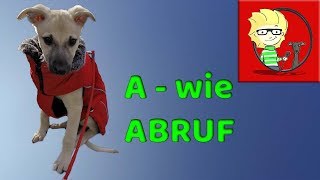 A  wie Abruf Die 3 wichtigsten Tipps und Fehler beim Abruf bzw Rückruf Eures Hundes [upl. by Disharoon]