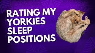 Rating my Yorkshire Terriers Sleep Positions [upl. by Dionisio]