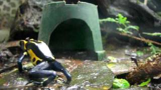 Dendrobates Tinctorius Feeding [upl. by Backer]