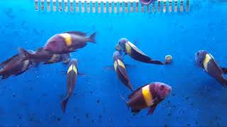 Lake Tanganyika Cichlid  Tropheus Aquarium [upl. by Nura]