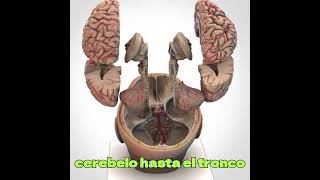 🧠 Explore la anatomía compleja del cerebro anatomy [upl. by Pfaff]