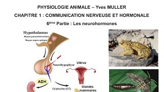 Chapitre 16 Les neurohormones [upl. by Flatto155]