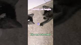 COMEDY CAT LAUGHS funny comedy humor comedia memes funnyvideos cat kucinglucu catlover fy [upl. by Leigha]