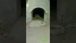 Ho zoo ma tortoise ka action [upl. by Nnaeinahpets]