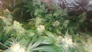 Buds Growing GG4 is Getting Harvested Today [upl. by Mackoff296]