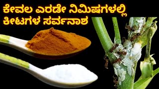 ಕೇವಲ 2 ನಿಮಿಷಗಳಲ್ಲಿ ಎಲ್ಲಾ ಕೀಟಗಳನ್ನು ಓಡಿಸಿ  ಒಂದೂ ಕೀಟ ಉಳಿಯೋದಿಲ್ಲ ಗಿಡಗಳು ಸುರಕ್ಷಿತ Instant Pesticide [upl. by Atinob]