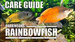 Parkinsoni Rainbowfish Care Guide Species Profile Aquarium Tropicalfish Tank [upl. by Lorraine]