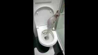 Donskoy naked cat on toilet poop [upl. by Dwinnell741]