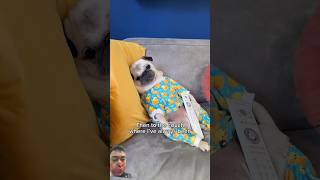 Pug song A day of my Pug dog pug puppy cutedog funny pets [upl. by Brunella955]