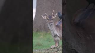 Rutting Deer Autumn in Richmond Park London [upl. by Roda524]