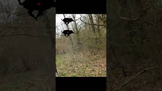 DEUX SANGLIERS EN UNE BALLE  MORT SUR LE COUP chasse hunting hunt sanglier wildboar [upl. by Ettenor101]