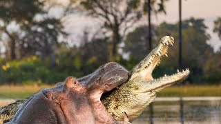 Extreme Fights Hippo vs Crocodile Wild Animals Attack [upl. by Sale]