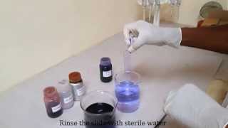 Gram staining for differentiating bacterial species [upl. by Roby]