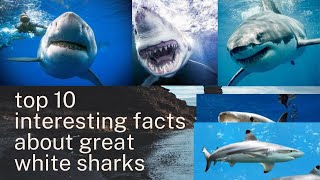 top 10 interesting facts about great white sharks [upl. by Eirak]