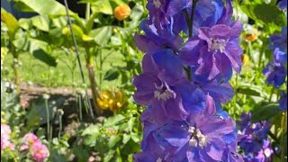 How to Plant Delphinium Seeds [upl. by Mordecai]